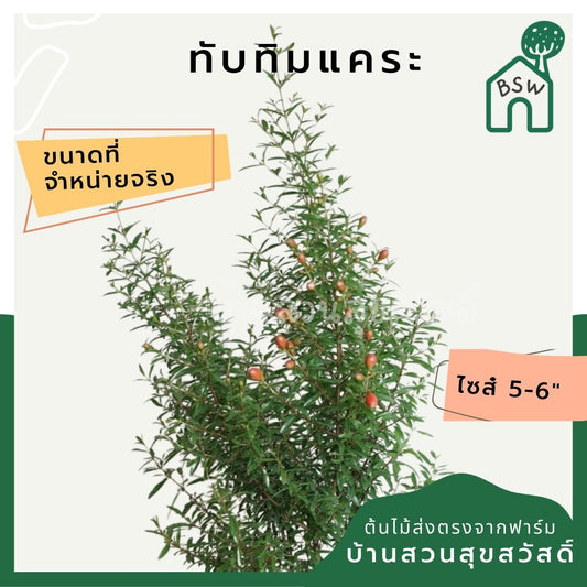 ทับทิมแคระ (Punica Granatum 'Nana') ไม้มงคลในกระถางพร้อมตั้ง