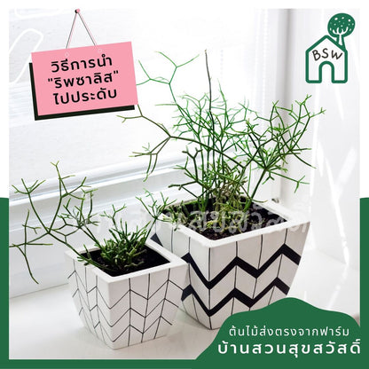 ริพซาลิส ป็อบอาย ในกระถาง 4 นิ้ว Rhipsalis