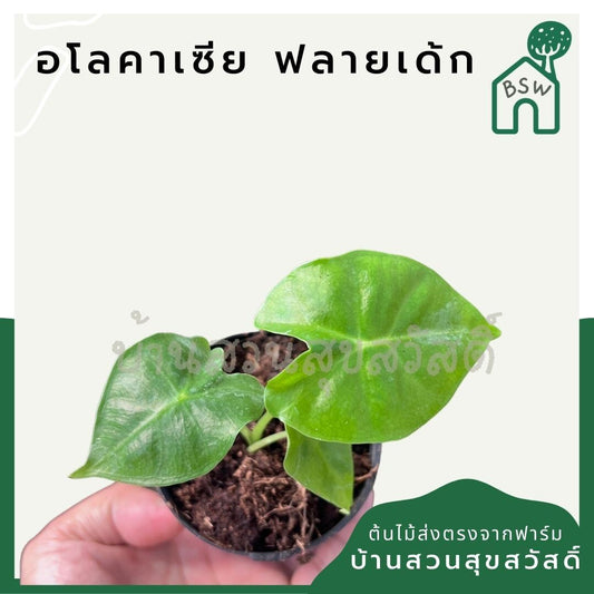 อโลคาเซียฟรายเด็กซ์ (Alocasia Frydek) ไม้ใบกำมะหยี่ในกระถาง 3 นิ้ว