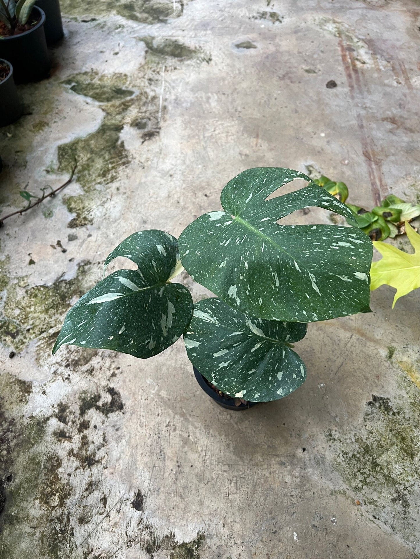 ต้นมอนสเตอร่า ไทยคอนด่าง Monstera Thai Constellation Variegated ใบสวย [เลือกต้นก่อนสั่ง] update 29/12/2564