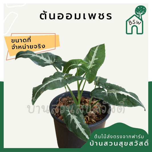 ออมเพชร (Syngonium Wendlandii) ไม้ใบมงคลในกระถางพร้อมตั้ง