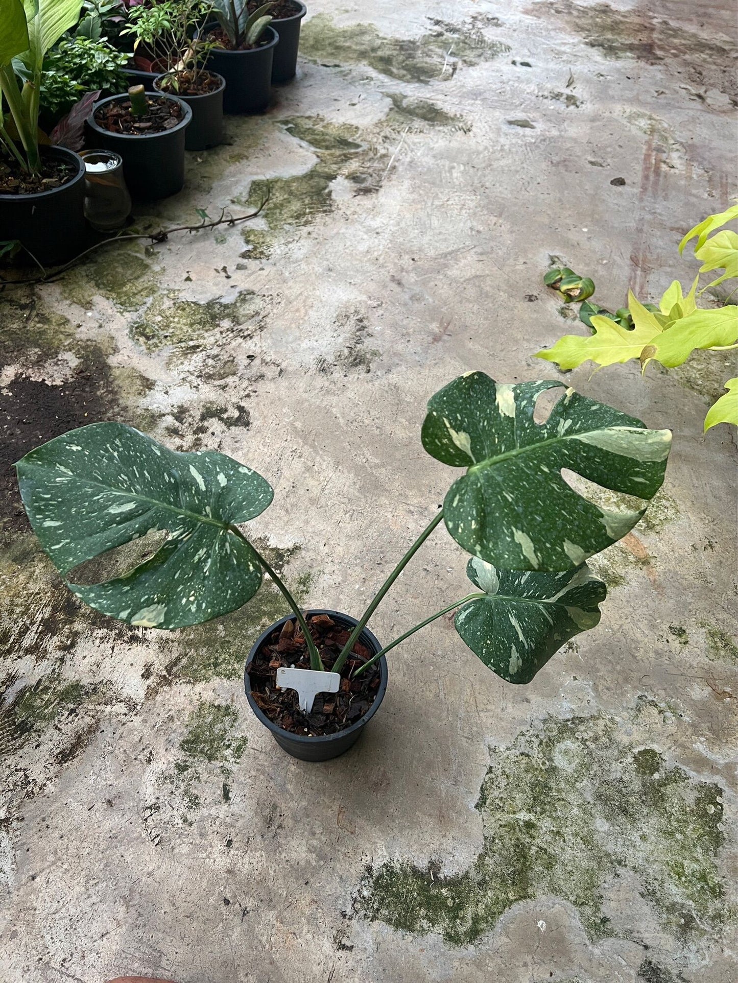 ต้นมอนสเตอร่า ไทยคอนด่าง Monstera Thai Constellation Variegated ใบสวย [เลือกต้นก่อนสั่ง] update 29/12/2564