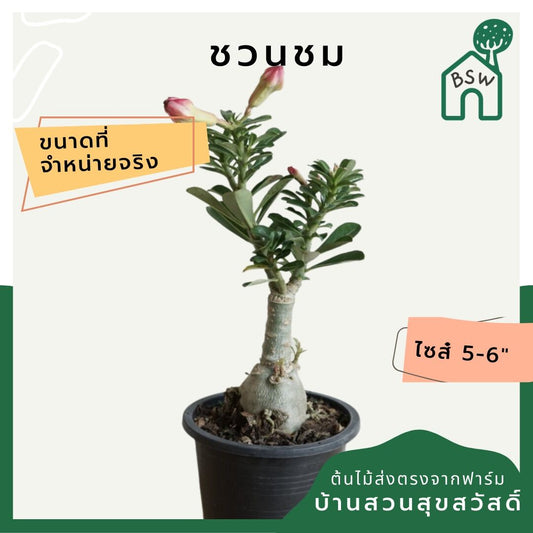 ชวนชม (Adenium Obesum) ไม้ดอกสวยทนแดดในกระถางพร้อมตั้ง