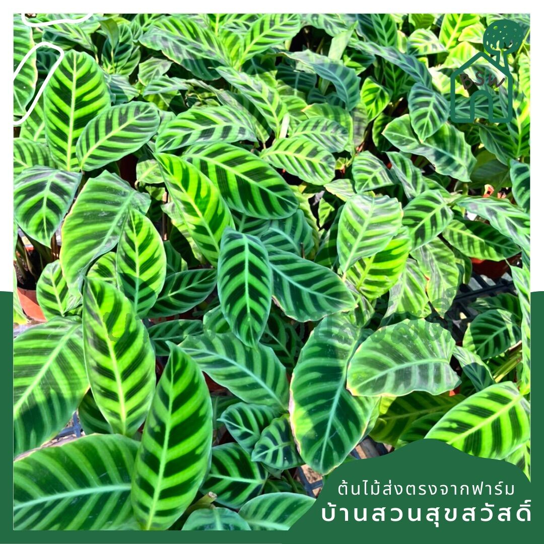 คล้าม้าลาย (Calathea Zebrina) ไม้ใบลายสวยมาก มาในกระถางพร้อมตั้ง