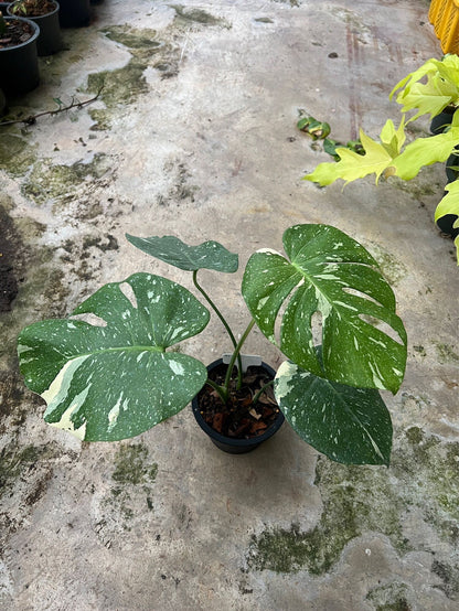 ต้นมอนสเตอร่า ไทยคอนด่าง Monstera Thai Constellation Variegated ใบสวย [เลือกต้นก่อนสั่ง] update 29/12/2564