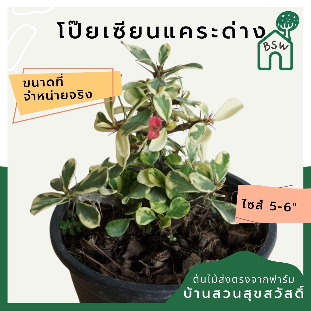 โป๊ยเซียนด่างแคระ (Euphorbia Milii) ไม้ดอกมงคลในกระถางพร้อมตั้ง