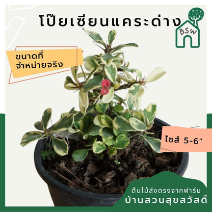 โป๊ยเซียนด่างแคระ (Euphorbia Milii) ไม้ดอกมงคลในกระถางพร้อมตั้ง