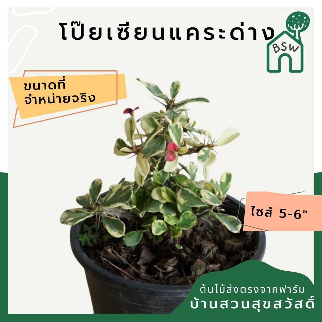 โป๊ยเซียนด่างแคระ (Euphorbia Milii) ไม้ดอกมงคลในกระถางพร้อมตั้ง