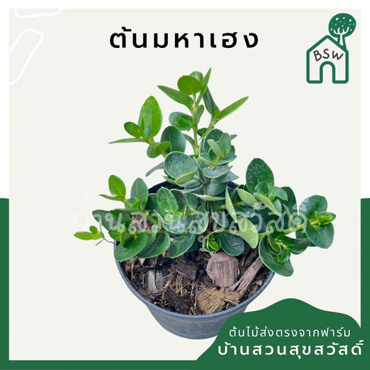 มหาเฮง (Aglaonema 'Mahaheng') ไม้มงคลในกระถาง 4, 6 นิ้ว