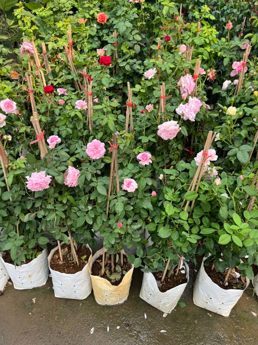 กุหลาบหนู (Rosa 'Miniature') ไม้ดอกสวยในกระถางพร้อมตั้ง