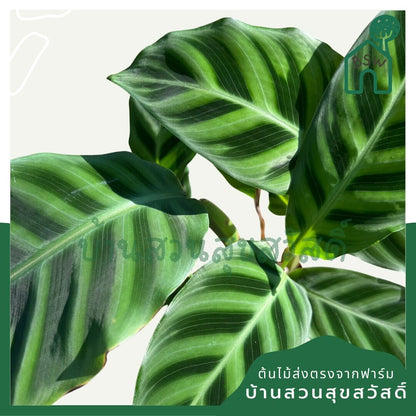 คล้าม้าลาย (Calathea Zebrina) ไม้ใบลายสวยมาก มาในกระถางพร้อมตั้ง
