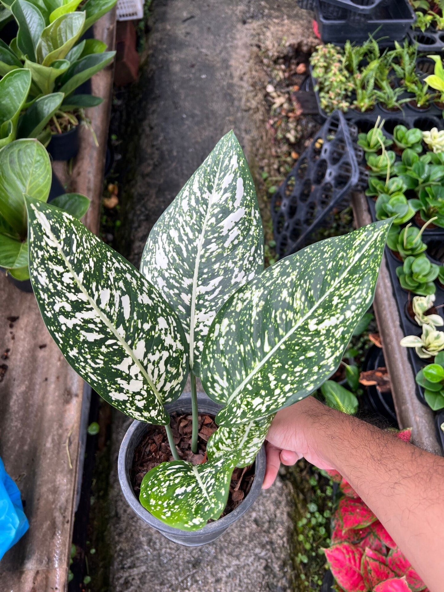 อโกลนีมา มรดกโลก Aglaonema World of heritage