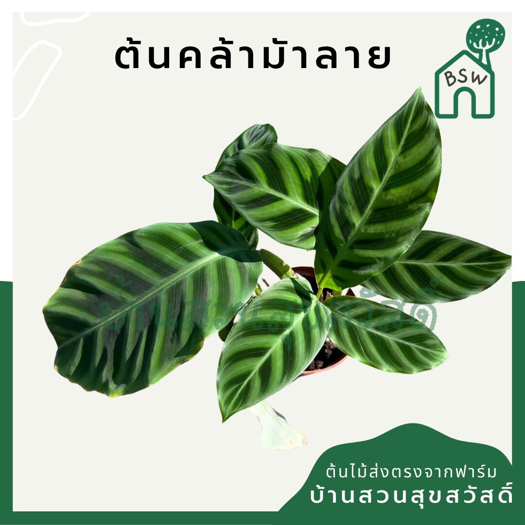 คล้าม้าลาย (Calathea Zebrina) ไม้ใบลายสวยมาก มาในกระถางพร้อมตั้ง