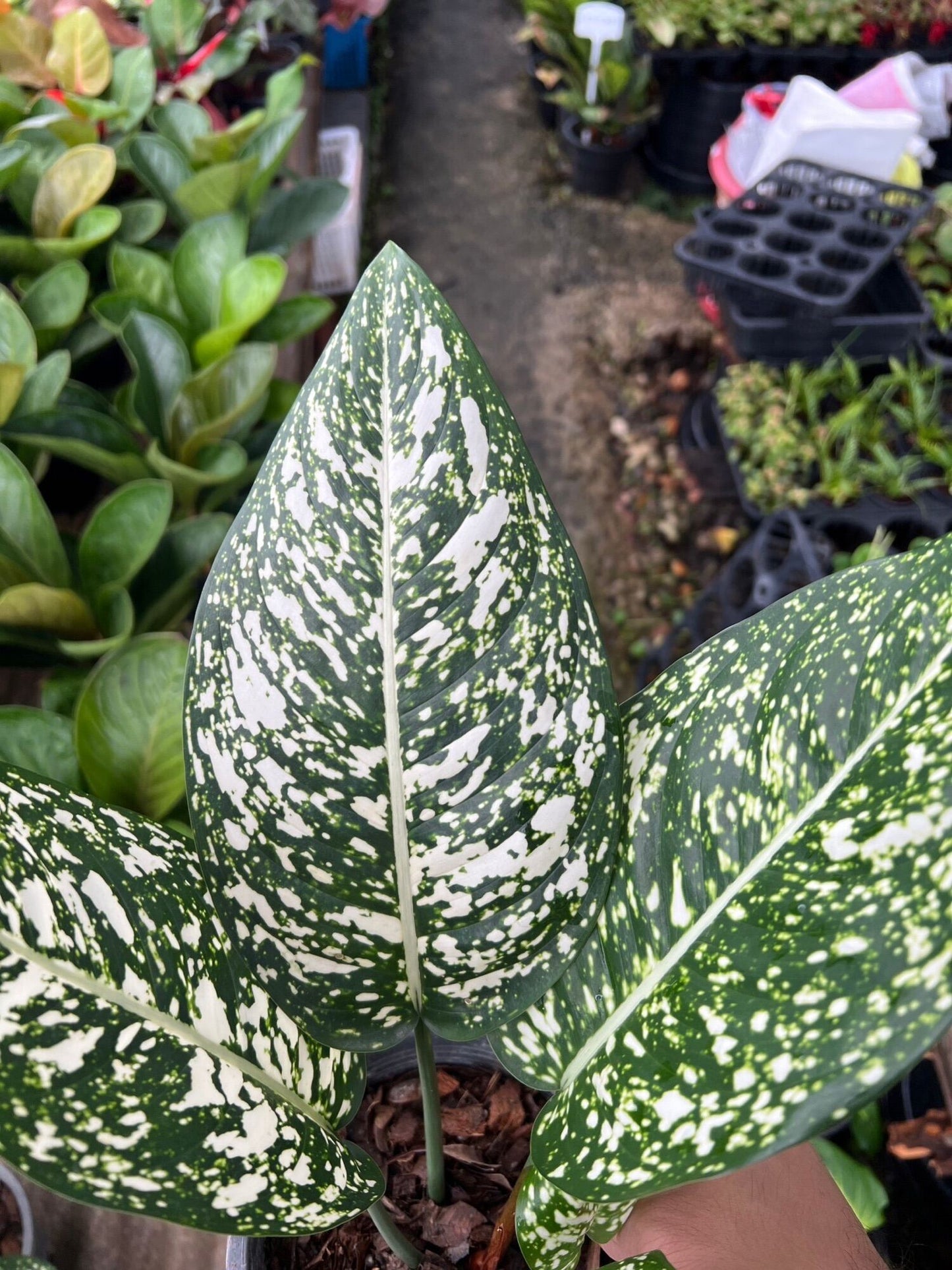 อโกลนีมา มรดกโลก Aglaonema World of heritage