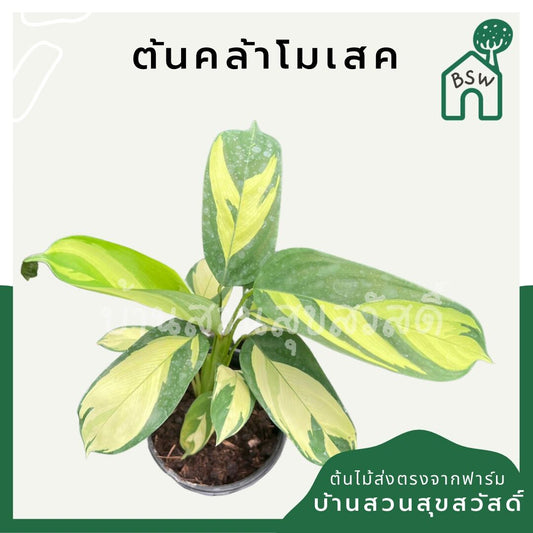 คล้าโมเสก (Goeppertia Insignis) ไม้ใบสวยในกระถาง 3 นิ้ว