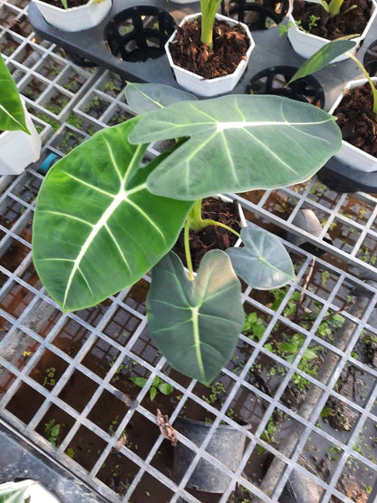 อโลคาเซีย ฟรายเด็ก (Alocasia Frydek) ใบกำมะหยี่ในกระถาง 4 นิ้ว	1. ชื่อภาษาไทย: อโลคาเซีย ฟรายเด็ก<br>2. ชื่อภาษาอังกฤษ: Alocasia Frydek<br>3. ชื่อวงศ์: Araceae (วงศ์บอน)<br>4. คำอธิบายต้นไม้: อโลคาเซีย ฟรายเด็ก เป็นไม้ประดับที่มีใบสีเขียวเข้มและมี