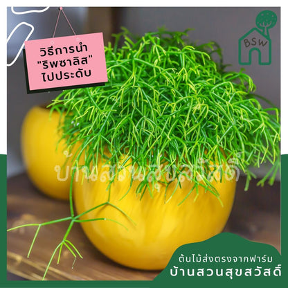 ริพซาลิสหางกระรอก rhipsalis