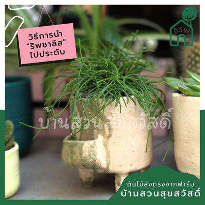 ริพซาลิสหางกระรอก rhipsalis
