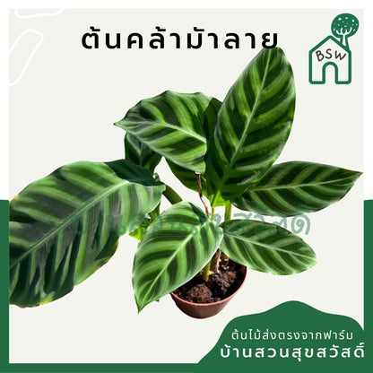 คล้าม้าลาย (Calathea Zebrina) ไม้ใบลายสวยมาก มาในกระถางพร้อมตั้ง