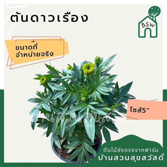 ดาวเรือง (Tagetes Erecta) ไม้ดอกมงคลในกระถาง 5 นิ้ว
