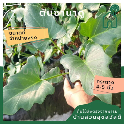 ซานาดู ในกระถางพร้อมตั้ง Philodendron Xanadu