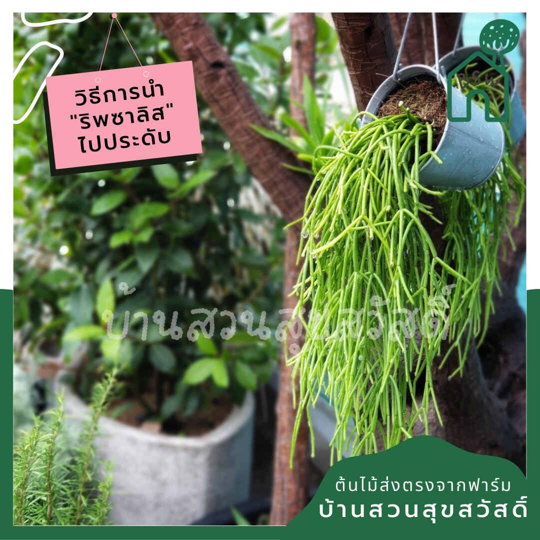 ริพซาลิสหางกระรอก rhipsalis