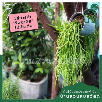 ริพซาลิสหางกระรอก rhipsalis