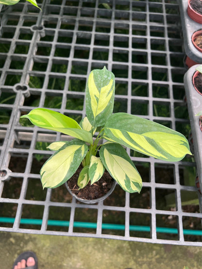 คล้าโมเสก (Goeppertia Insignis) ไม้ใบสวยในกระถาง 3 นิ้ว