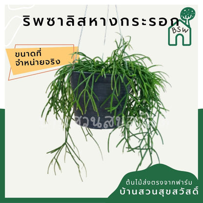 ริพซาลิสหางกระรอก rhipsalis