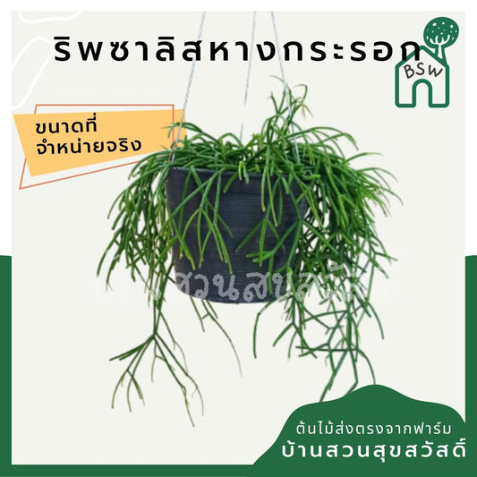 ริพซาลิสหางกระรอก rhipsalis