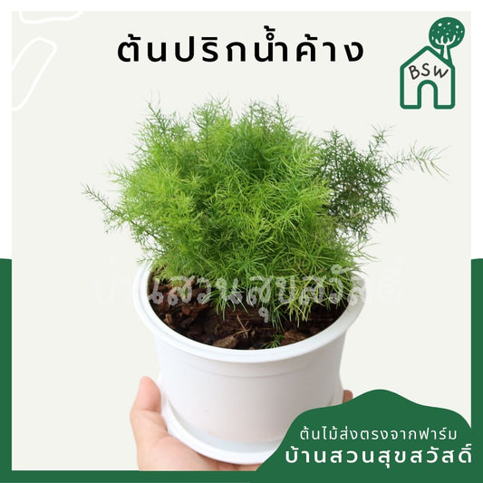 ปริกน้ำค้าง (Asparagus Aethiopicus) ไม้คลุมดินในกระถางพร้อมตั้ง