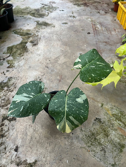 ต้นมอนสเตอร่า ไทยคอนด่าง Monstera Thai Constellation Variegated ใบสวย [เลือกต้นก่อนสั่ง] update 29/12/2564