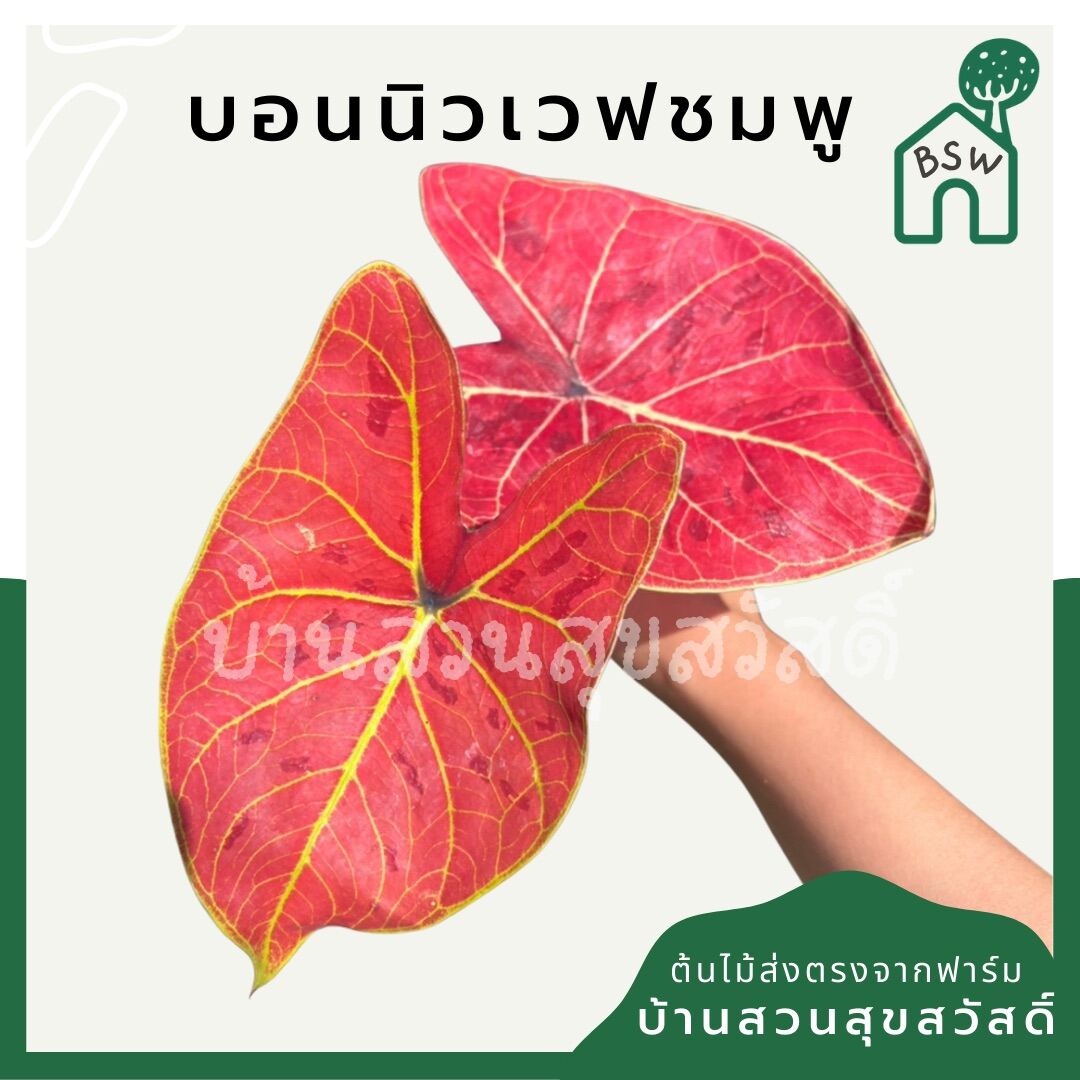 บอนสีนิวเวฟชมพู (Caladium 'New Wave Pink') ไม้ใบสวยในกระถางพร้อมตั้ง
