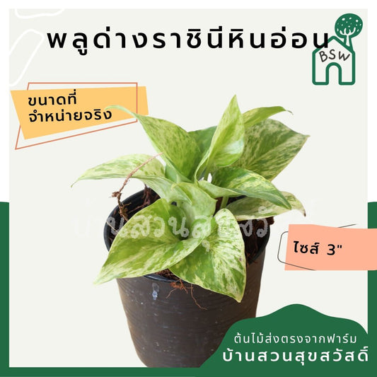 พลูด่างราชินีหินอ่อน (Epipremnum Aureum 'Marble Queen') ไม้ฟอกอากาศในกระถาง 3 นิ้ว