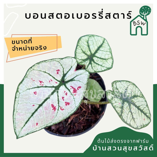 บอนสตอเบอรี่สตาร์ (Caladium 'Strawberry Star') ไม้ใบสวยในกระถางพร้อมตั้ง
