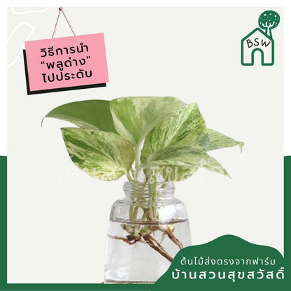 พลูด่างราชินีหินอ่อน (Epipremnum Aureum 'Marble Queen') ไม้ฟอกอากาศในกระถาง 4 นิ้ว