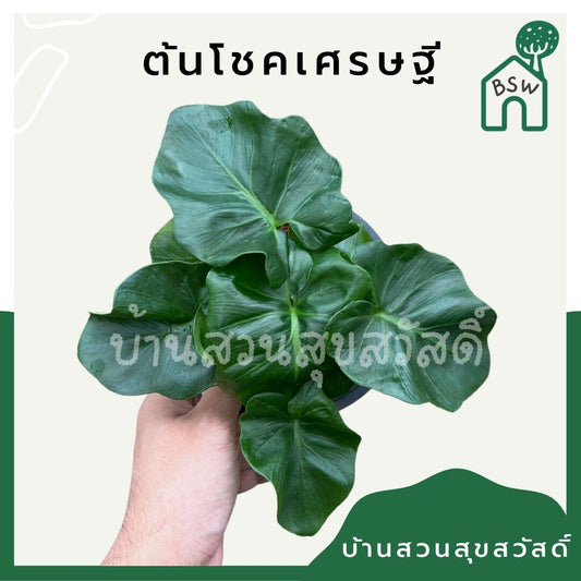 ฟิโลอะตอม (Philodendron 'Atom') ไม้ฟอกอากาศในกระถาง 5-6 นิ้ว