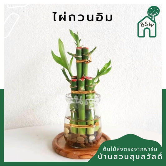 ไผ่กวนอิม 3 ชั้น (Dracaena Sanderiana) ไม้มงคลในกระถางพร้อมตั้ง