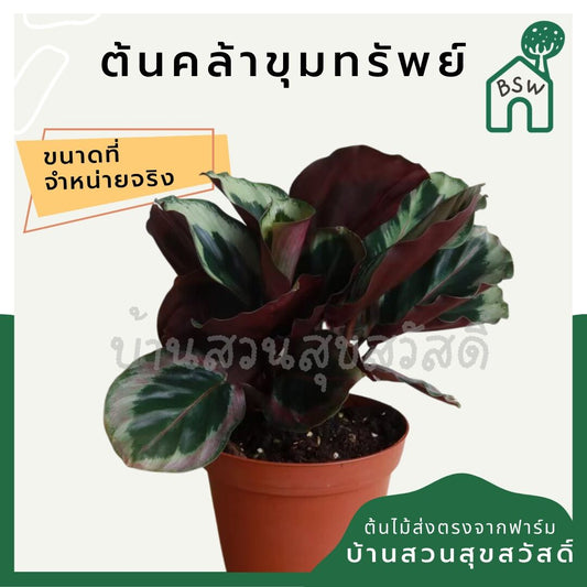 คล้าขุมทรัพย์ (Calathea 'Khumsap') ไม้ใบลายสวยในกระถางพร้อมตั้ง