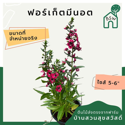 ฟอร์เก็ตมีน็อต (Myosotis Sylvatica) ไม้ดอกความหมายดีในกระถางพร้อมตั้ง