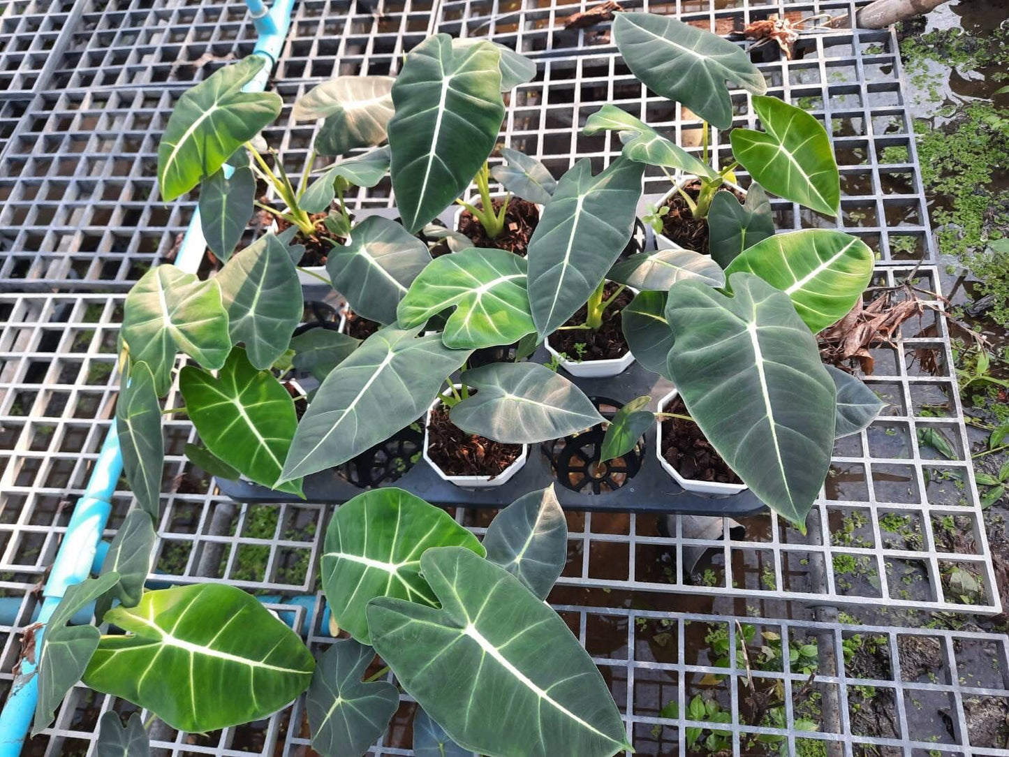 อโลคาเซีย ฟรายเด็ก (Alocasia Frydek) ใบกำมะหยี่ในกระถาง 4 นิ้ว	1. ชื่อภาษาไทย: อโลคาเซีย ฟรายเด็ก<br>2. ชื่อภาษาอังกฤษ: Alocasia Frydek<br>3. ชื่อวงศ์: Araceae (วงศ์บอน)<br>4. คำอธิบายต้นไม้: อโลคาเซีย ฟรายเด็ก เป็นไม้ประดับที่มีใบสีเขียวเข้มและมี