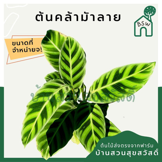 คล้าม้าลาย (Calathea Zebrina) ไม้ใบลายสวยมาก มาในกระถางพร้อมตั้ง