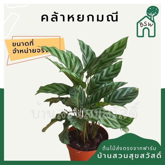 คล้าหยกมณี (Calathea 'Jade') ไม้ใบสวยในกระถางพร้อมตั้ง
