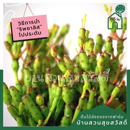 ริพซาลิส ป็อบอาย ในกระถาง 4 นิ้ว Rhipsalis