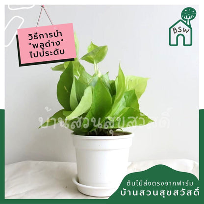 พลูด่างเขียว กระถาง 4 นิ้ว