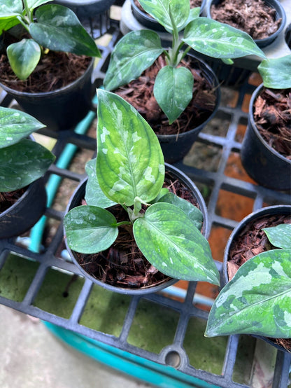 เสือพรานสามสี (Alocasia) ไม้ใบหายากในกระถางพร้อมตั้ง