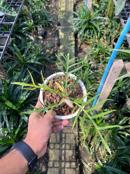 ฟิโลเดนดรอนทอทั่ม (Philodendron Tortum) ไม้ใบสวยในกระถางพร้อมตั้ง
