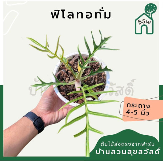 ฟิโลเดนดรอนทอทั่ม (Philodendron Tortum) ไม้ใบสวยในกระถางพร้อมตั้ง