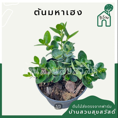 มหาเฮง (Aglaonema 'Mahaheng') ไม้มงคลในกระถาง 4, 6 นิ้ว