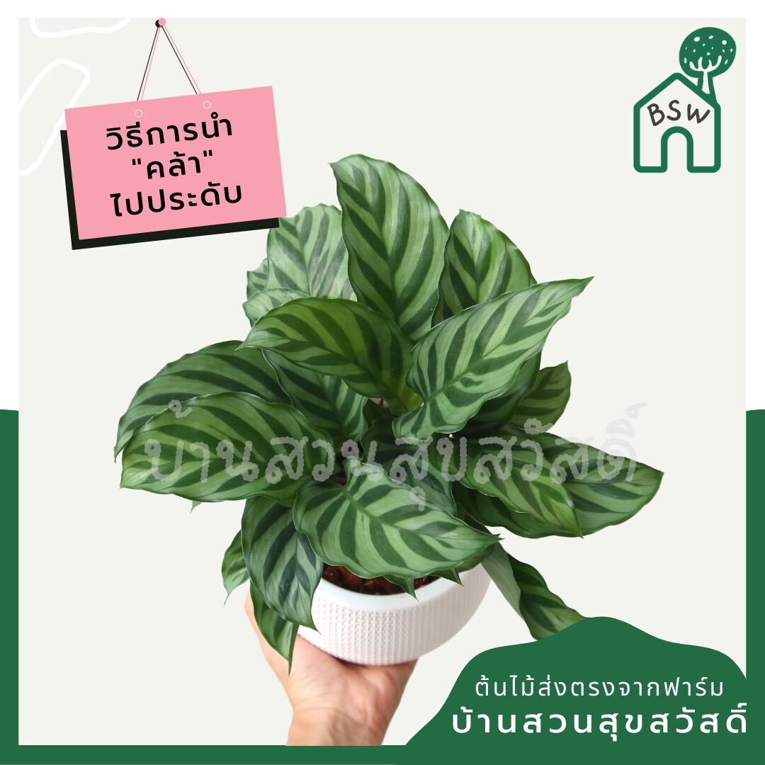 คล้าหยกมณี (Calathea 'Jade') ไม้ใบสวยในกระถางพร้อมตั้ง